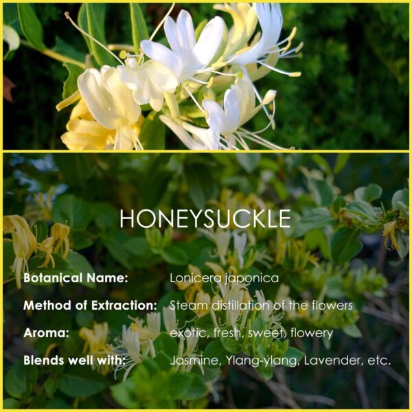 Honeysuckle Essential Oil 4 Fl Oz (120ml) - Pure and Natural Honeysuckle Fragrance Oil, Honeysuckle Oil for Diffusers, Candle Making, Massage, Soap - Image 4