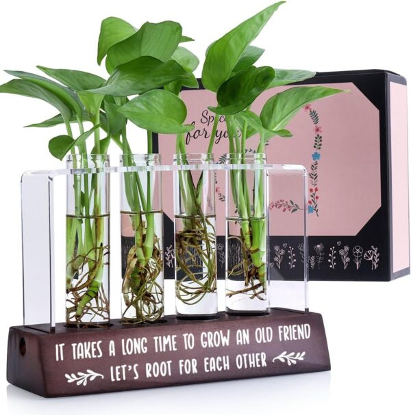 Friendship Gift for Women Friends Birthday Gifts for Best Friend Inspirational Long Distance Friendship Gifts Idea for Her Bestie BFF Desktop Friend Plant Propagation Station for Home Decoration - Image 2